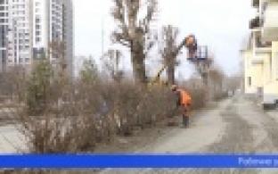 Работы по кронированию тополей начались в Первоуральске