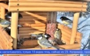 1 апреля – Международный день птиц