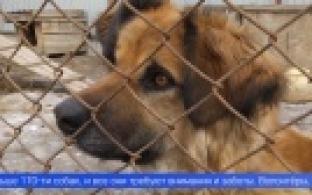 Первоуральские экоактивисты помогли бездомным животным