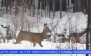 Борьба с браконьерством, результаты зимнего маршрутного учёта и начало сезона весенней охоты в 2025 году