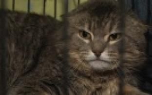 Ищу тебя, хозяин