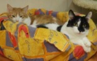 Ищу тебя, хозяин