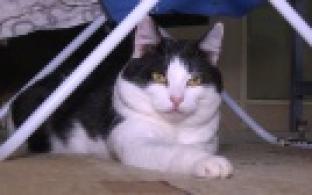 Ищу тебя, хозяин