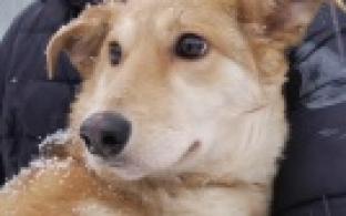 Ищу тебя, хозяин