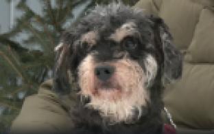 Ищу тебя, хозяин