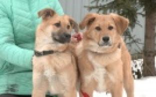 Ищу тебя, хозяин