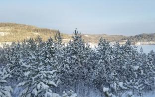 Минприроды Свердловской области усилит патрулирование лесов в преддверии Нового года