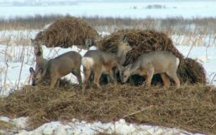 Уральские охотники готовы к зимней подкормке диких животных