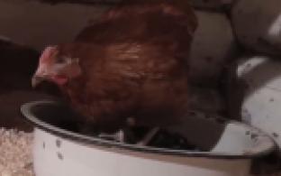 В Министерстве сельского хозяйства предложили ужесточить условия разведения домашней птицы