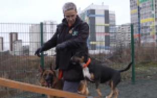 Хорошая новость для первоуральских собаководов