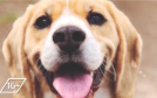 Ищу тебя, хозяин