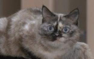 Ищу тебя, хозяин