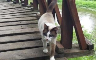 Милые и пушистые четверолапые нуждаются в вашей заботе!