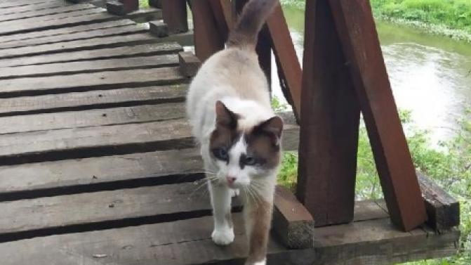 Милые и пушистые четверолапые нуждаются в вашей заботе!