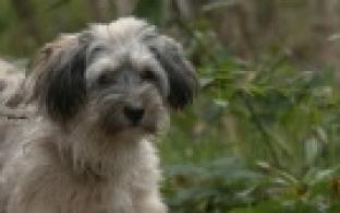 Ищу тебя, хозяин