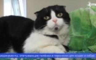 Наш телеканал вновь запускает благотворительную акцию «Лучший друг»