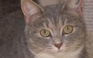 Ищу тебя, хозяин