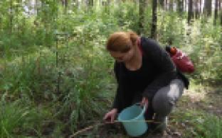 Грибной сезон – в самом разгаре