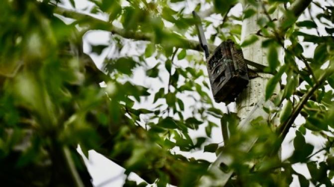 Фотоловушки с начала года помогли поймать 40 нарушителей, которые выкидывали мусор в лесах