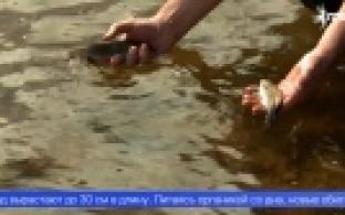Почти 25 тысяч мальков дикого сазана выпустят в водоёмы Свердловской области