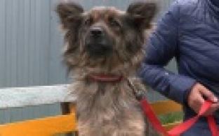 Ищу тебя, хозяин