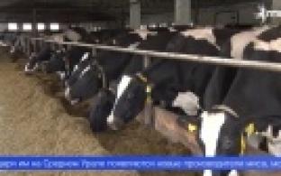 136 миллионов рублей получат сельхозпроизводители Среднего Урала на развитие семейных ферм