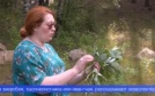 Первоуральские эковолонтёры организовали выездной мастер-класс по заготовке веников для бани