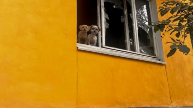 В Первоуральске пожарные спасли из огня двух кошек и двух собак