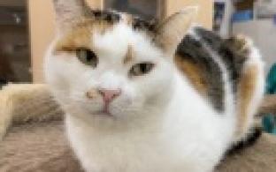 Ищу тебя, хозяин