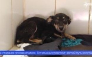 Зоозащитники спасли истощенных собак из ужасных условий содержания