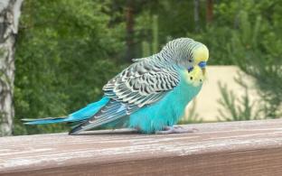 На Пильной нашли попугайчика