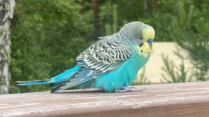 На Пильной нашли попугайчика