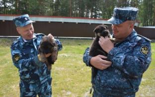 Кинологи из первоуральского племенного питомника ГУФСИН празднуют свой профессиональный праздник