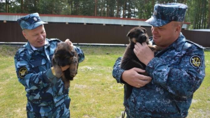 Кинологи из первоуральского племенного питомника ГУФСИН празднуют свой профессиональный праздник