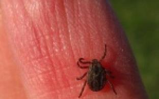 Более 18,5 тысячи жителей Свердловской области пострадали от укусов клещей с начала сезона