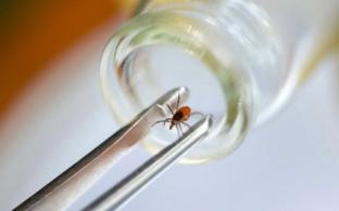 Почти 19 тысяч уральцев пострадали от укусов клещей с начала сезона