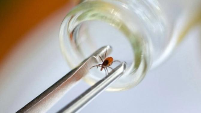 Почти 19 тысяч уральцев пострадали от укусов клещей с начала сезона