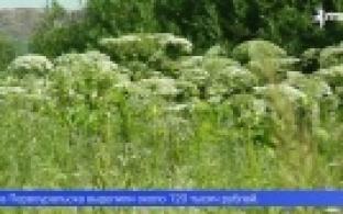 В Первоуральске вышли на борьбу с борщевиком Сосновского