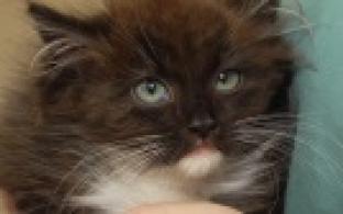 Ищу тебя, хозяин