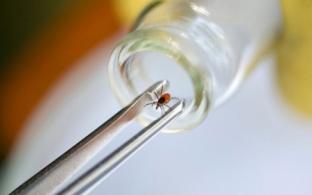 В Первоуральскую больницу ежедневно обращаются по 15-25 горожан с присосавшимся клещом