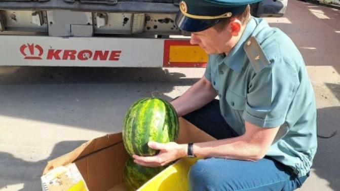 На Урал привезли первую партию арбузов из Узбекистана
