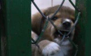 Ищу тебя, хозяин