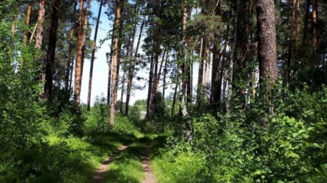 Запрет на посещение лесов установлен на Среднем Урале
