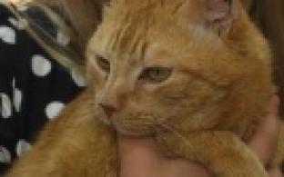 Ищу тебя, хозяин