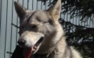 Ищу тебя, хозяин