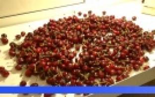 Вкус лета уральцы смогут почувствовать уже сейчас