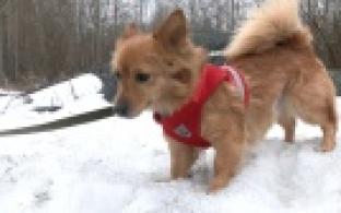 Ищу тебя, хозяин