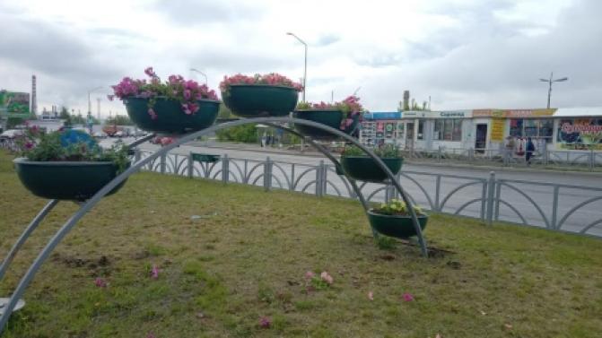 Почти 2,5 миллиона рублей выделено на высадку цветов и обслуживание клумб в Первоуральске в 2024 году