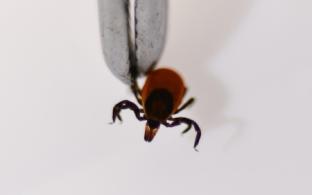 Более двух с половиной тысяч первоуральцев уже подготовились к «клещевому сезону»