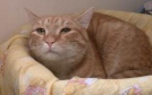 Ищу тебя, хозяин